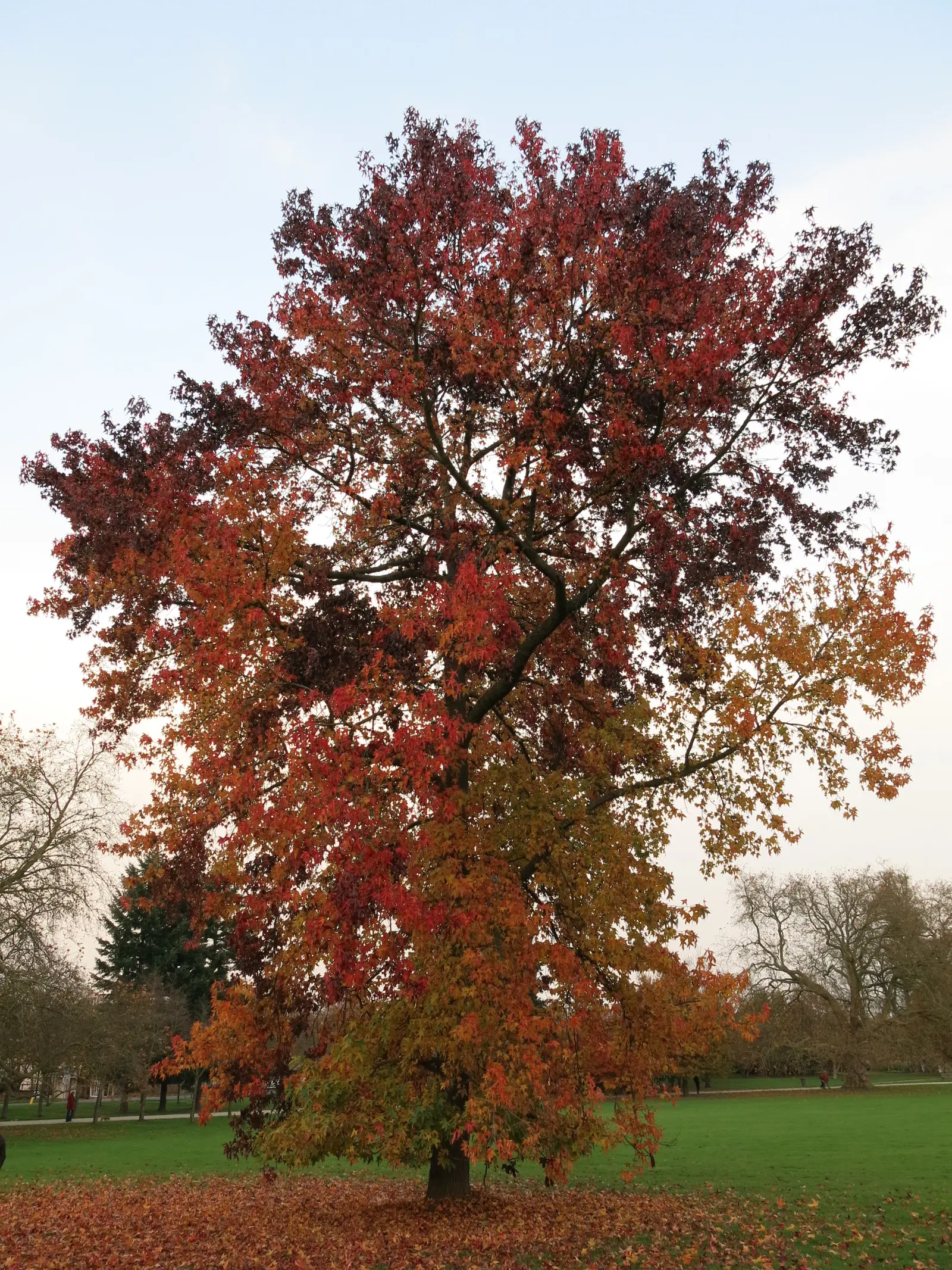 Japanese Maple (Acer Palmatum) — A slow to moderate grower