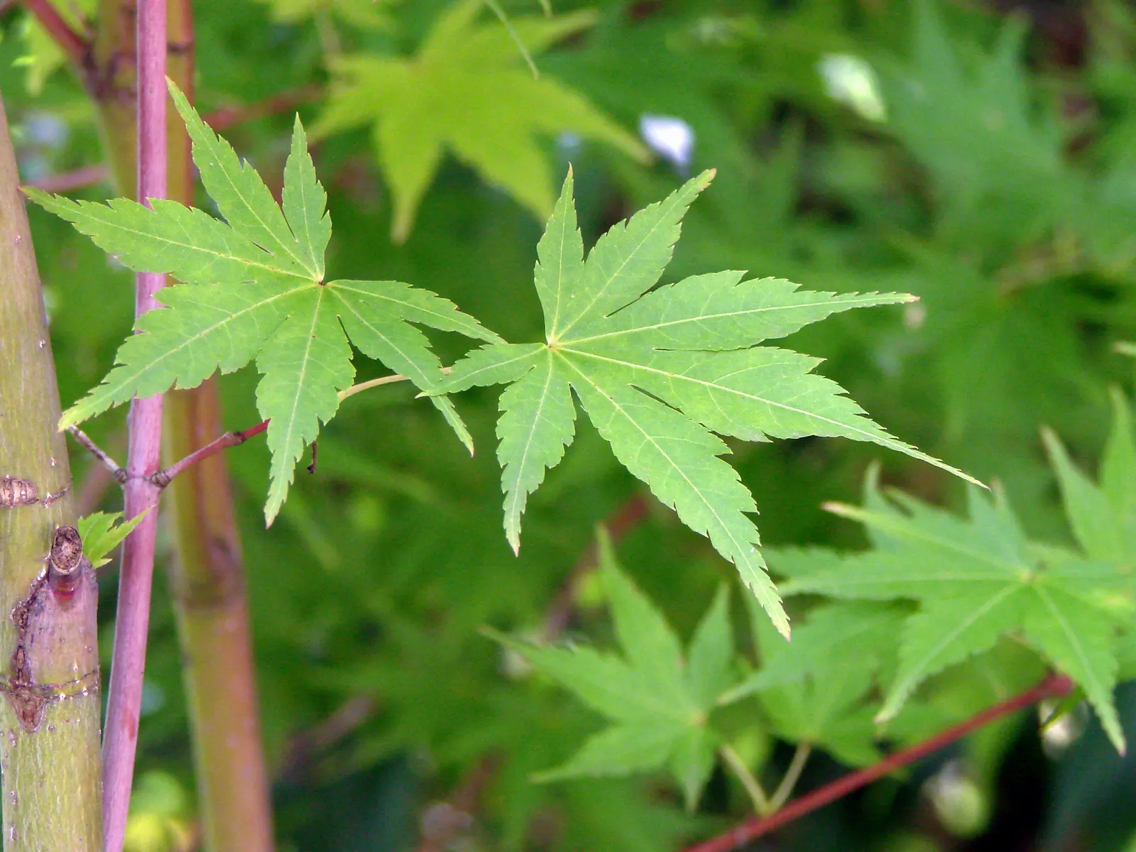 Japanese Maple (Acer Palmatum) — These leaves emerge in spring with a vibrant hue that can range from bright green to deep burgundy