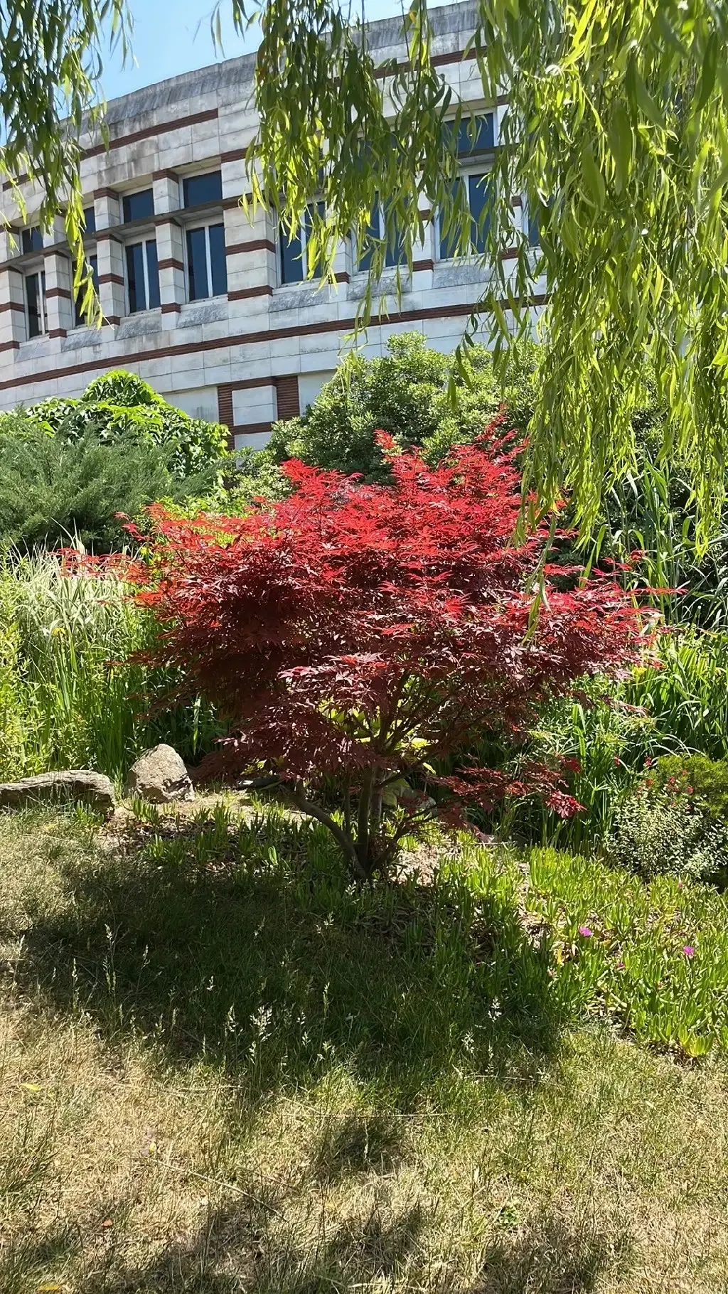 Japanese Maple (Acer Palmatum) — scientifically known as Acer palmatum