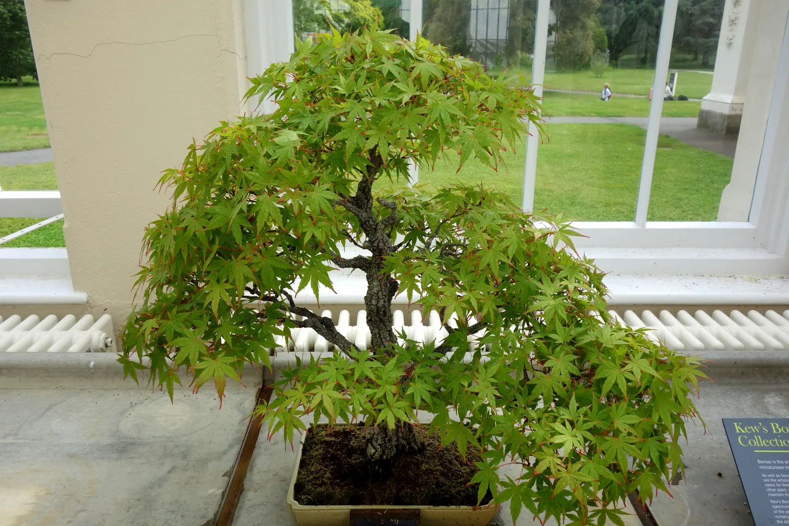 Japanese Maple (Acer Palmatum) — the Japanese Maple puts on a breathtaking display as the foliage shifts to brilliant shades of red