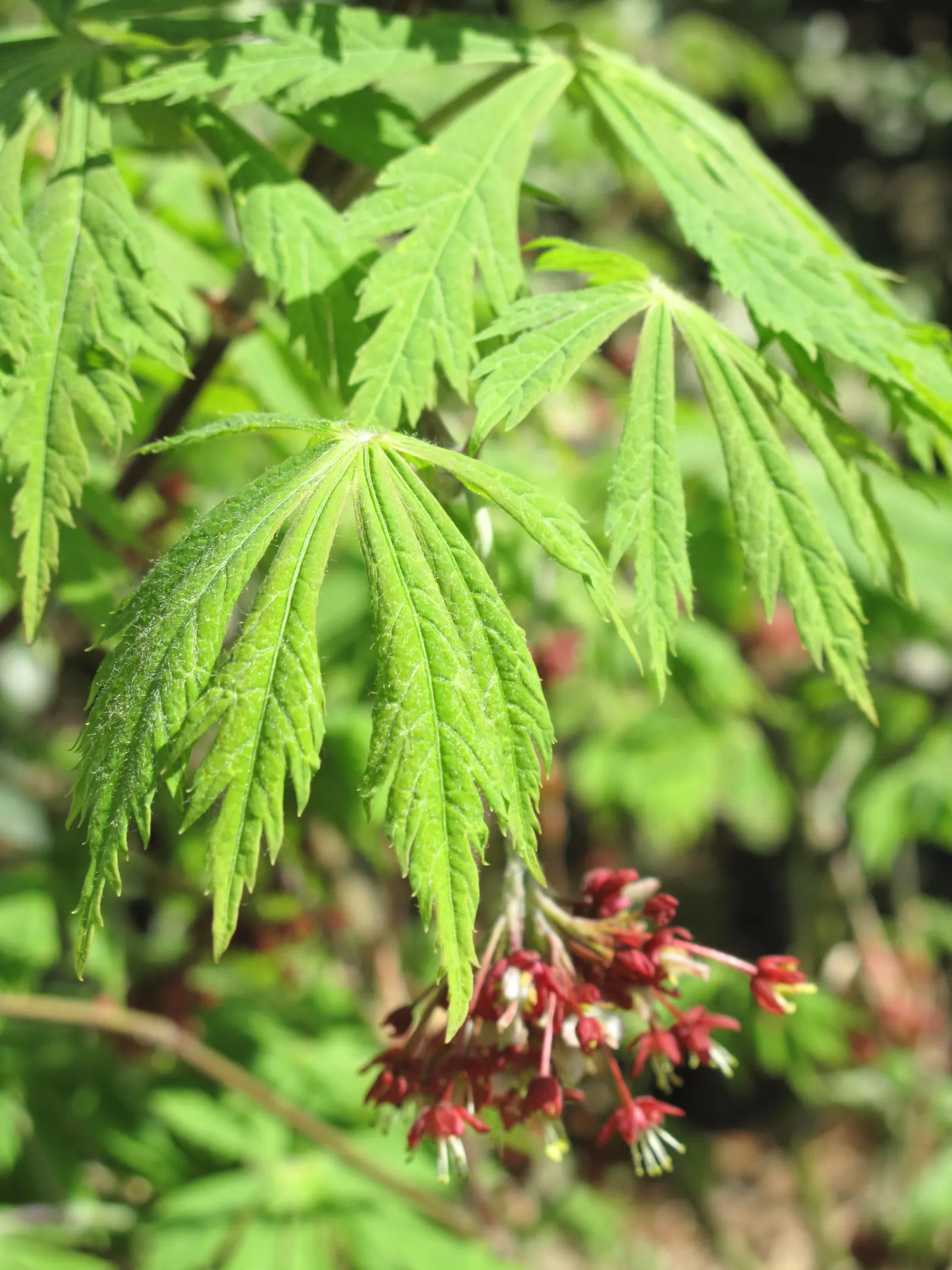 Japanese Maple (Acer Palmatum) — preferring well-draining soil and partial to full sun exposure
