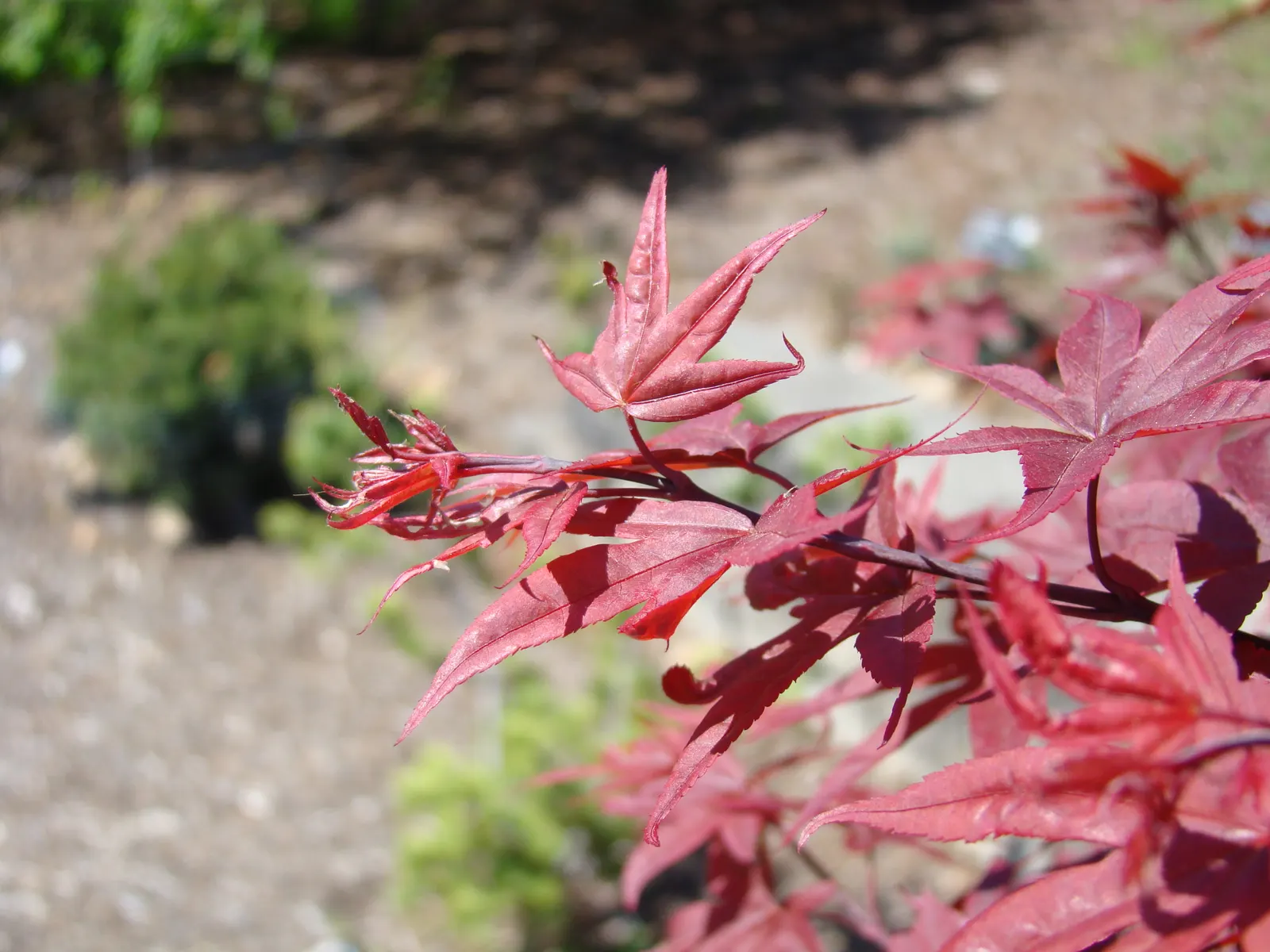 Japanese Maple (Acer Palmatum) — rounded canopy that's as wide as it is tall