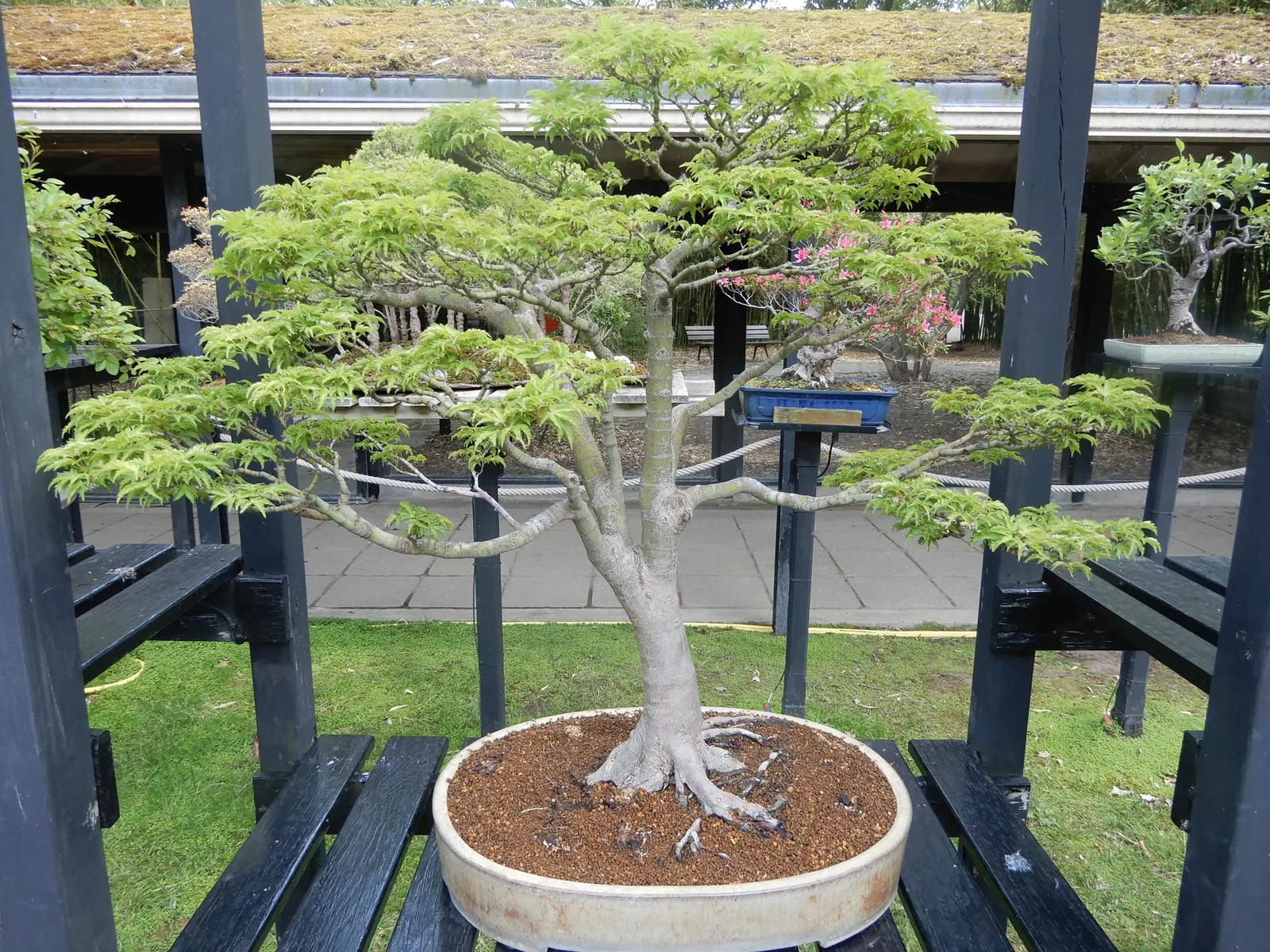 Japanese Maple (Acer Palmatum) — The Japanese Maple has a shallow root system