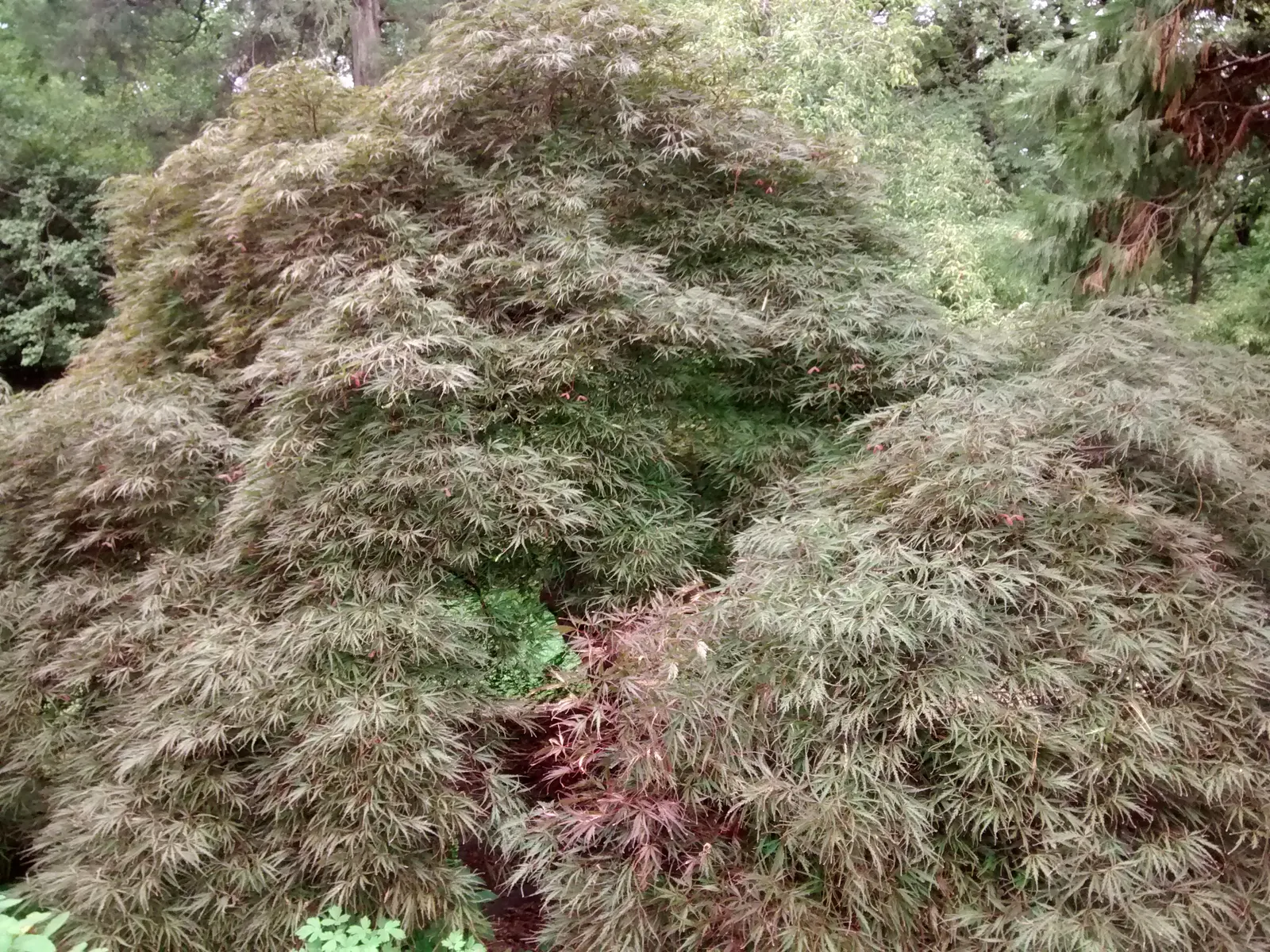 Japanese Maple (Acer Palmatum) — Zones 5-8 optimize growth, with cold-hardiness of 20°F to -5°F; making it a cherished element in the landscape for