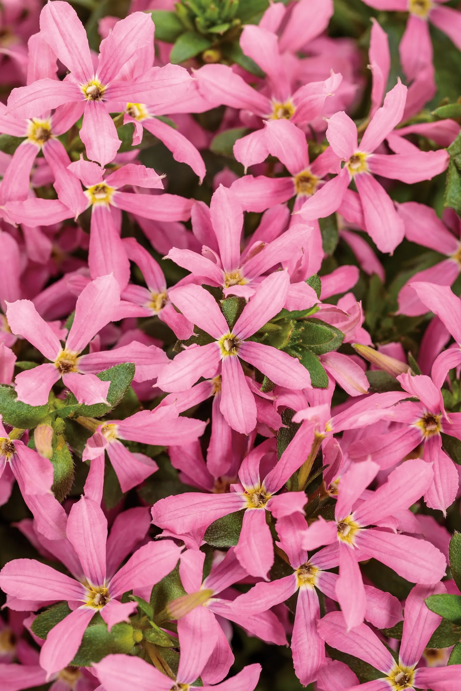 Pink fan flower (Scaevola aemula) — The self-cleaning flowers require no deadheading