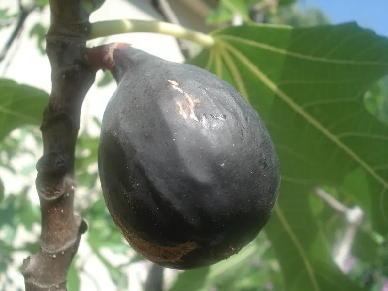 Violet De Bordeaux Edible Fig (Ficus Carica 'Violette De Bordeaux') — This self-pollinating tree reaches up to 10 feet tall with a spread of 6-7 feet