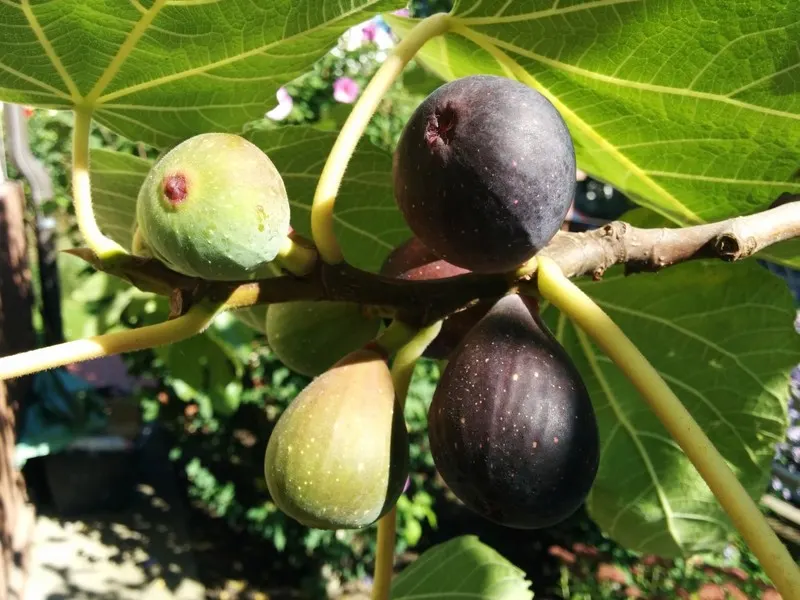 Violet De Bordeaux Edible Fig (Ficus Carica 'Violette De Bordeaux') — Ficus carica 'Violette de Bordeaux' is a delectable fig known for its compact size