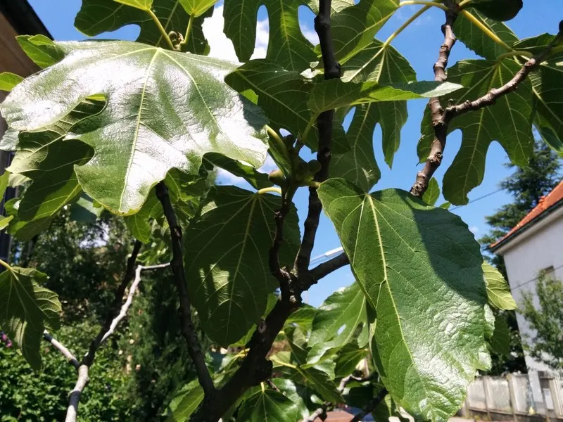 Violet De Bordeaux Edible Fig (Ficus Carica 'Violette De Bordeaux') — making it ideal for small gardens or containers