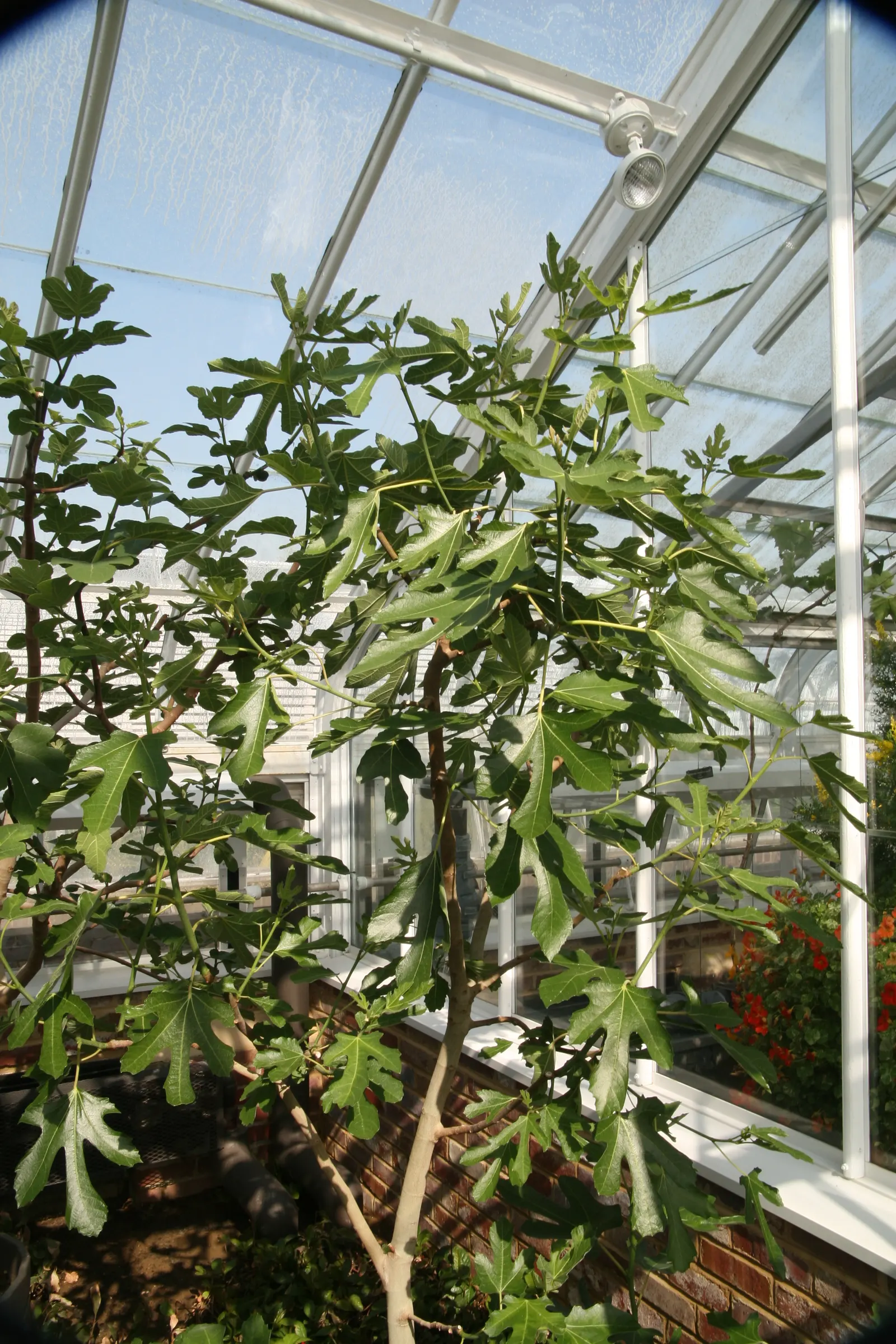 Violet De Bordeaux Edible Fig (Ficus Carica 'Violette De Bordeaux') — It produces small to medium dark purple fruits with a rich, sweet flavor in late summer