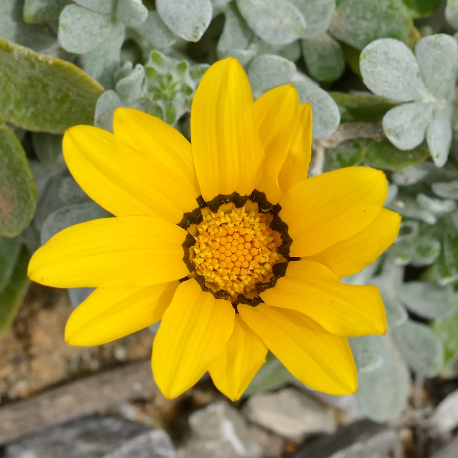 Trailing Gazania (Gazania Trailing) — leucolaena) presents a low-growing