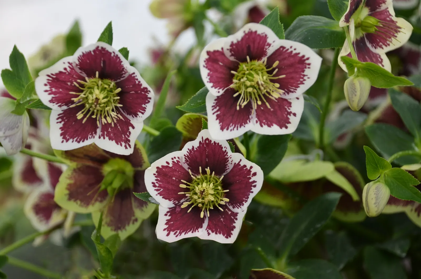 Honeymoon® Romantic Getaway (Helleborus hybrid) — 2-3 inch creamy-white to soft pink blossoms accented by deep rose-pink flecks