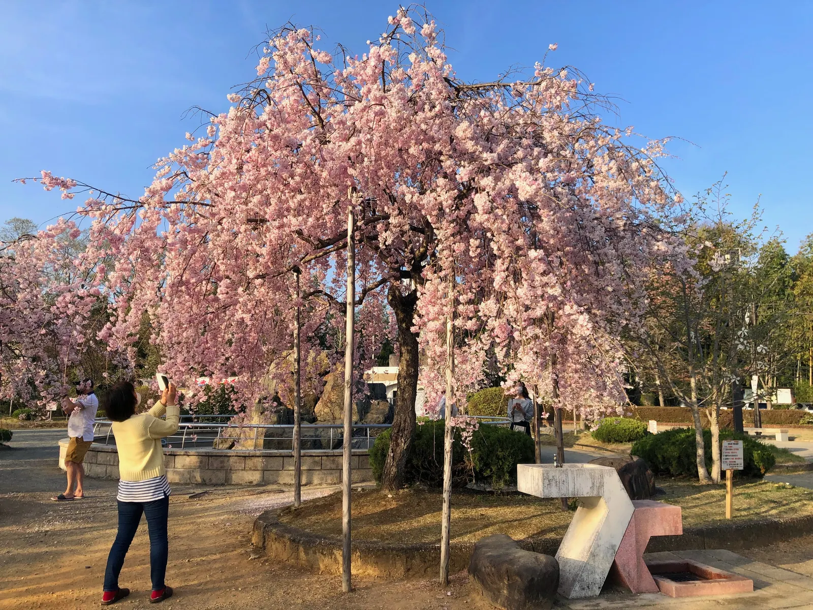 Weeping Japanese Cherry (Prunus X Serrulata 'Pendula') — is an ornamental tree prized for its grace and spectacular springtime blooms
