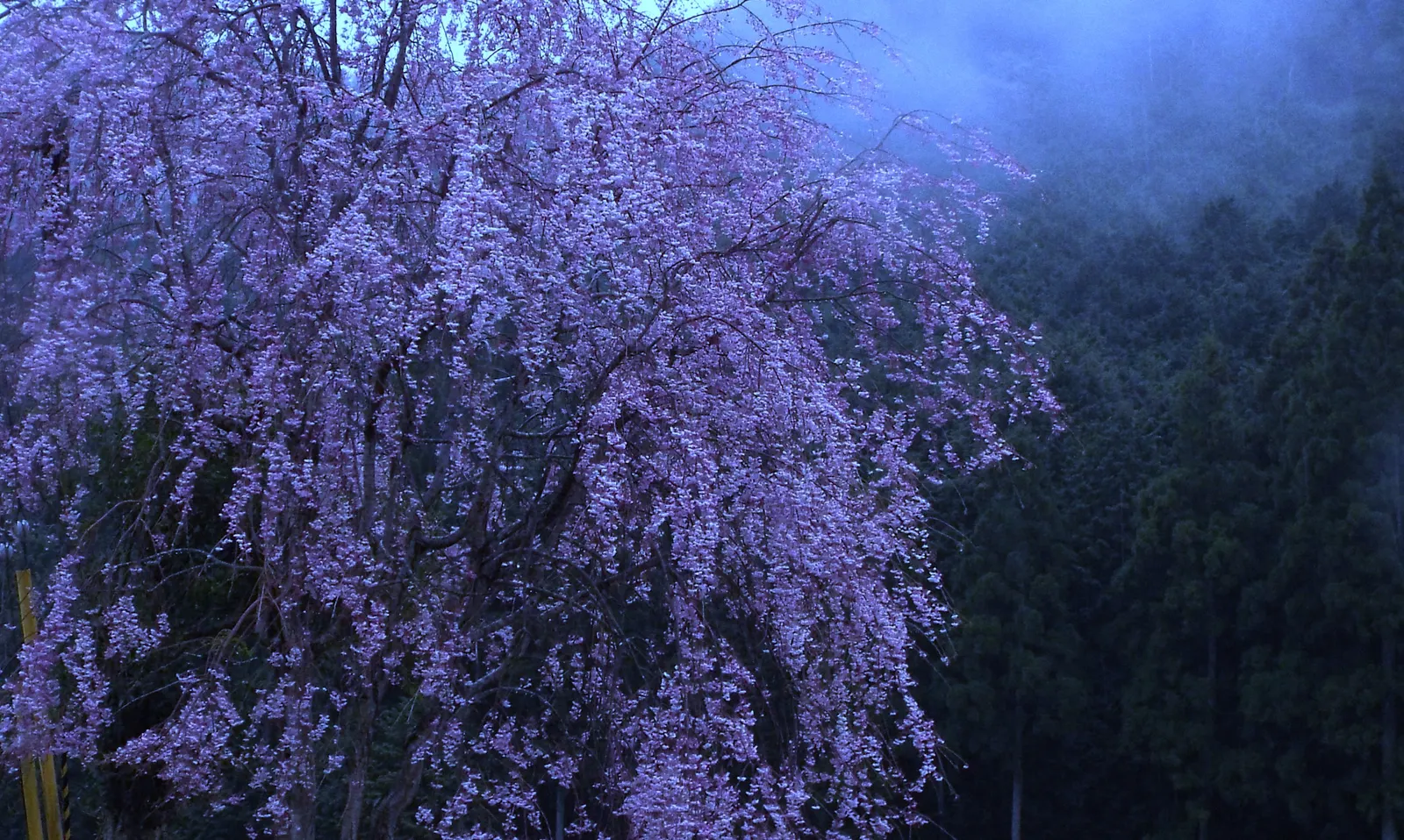 Weeping Japanese Cherry (Prunus X Serrulata 'Pendula') — Reaching up to 25 feet in height and 25 feet in width