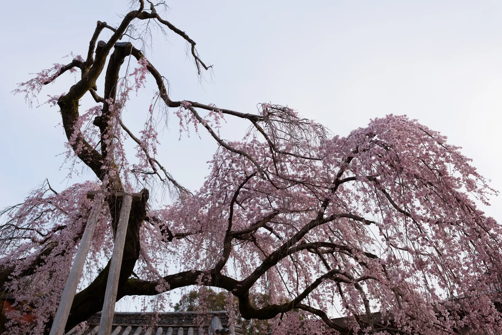 Weeping Japanese Cherry (Prunus X Serrulata 'Pendula') — the Weeping Japanese Cherry erupts in an abundance of showy