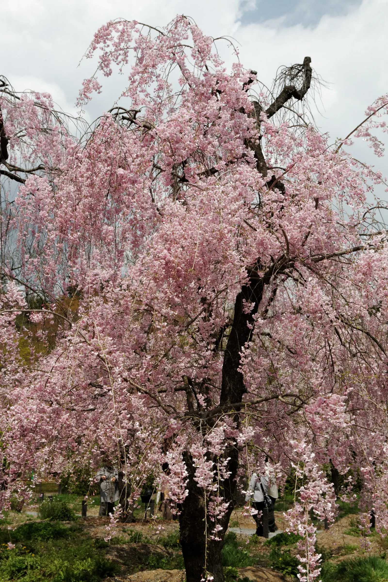 Weeping Japanese Cherry (Prunus X Serrulata 'Pendula') — with branches that cascade gracefully toward the ground
