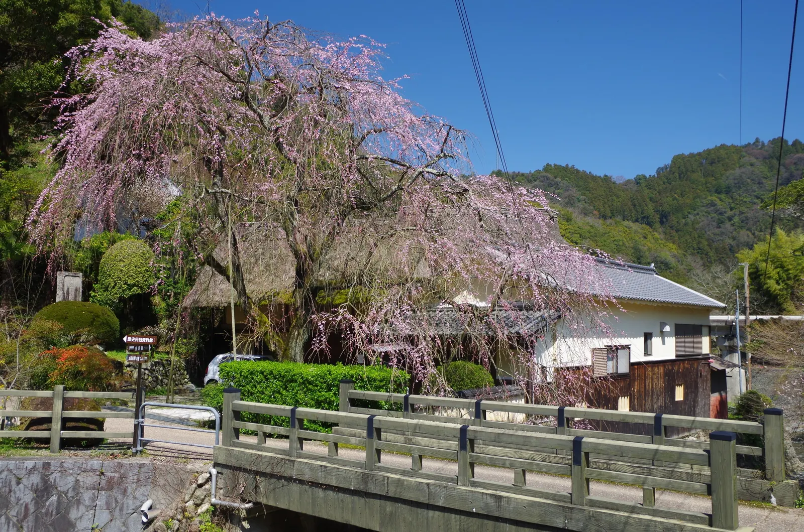 Weeping Japanese Cherry (Prunus X Serrulata 'Pendula') — It typically reaches a height and spread of 15 to 25 feet