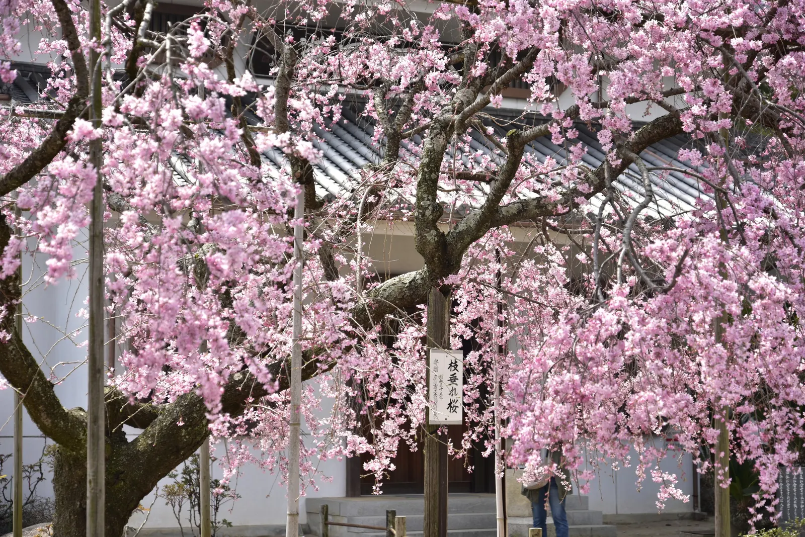 Weeping Japanese Cherry (Prunus X Serrulata 'Pendula') — which transitions to vibrant hues of orange and red in the fall