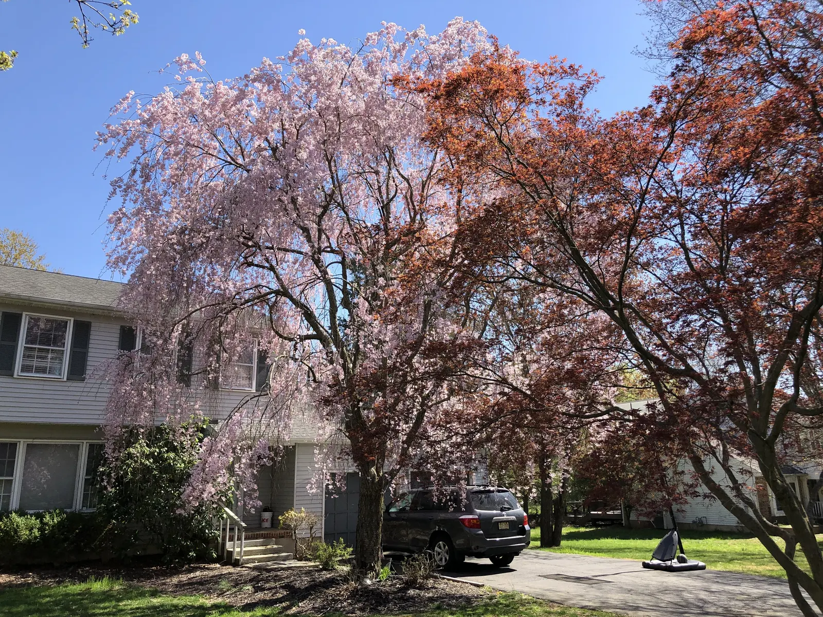 Weeping Japanese Cherry (Prunus X Serrulata 'Pendula') — Prefers full sun and well-drained soil