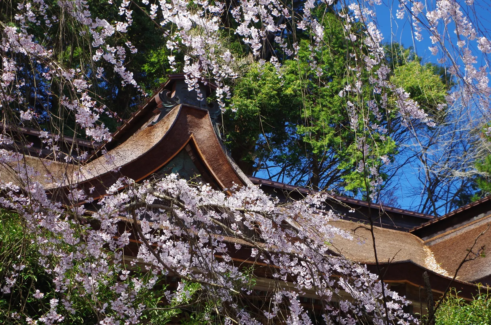 Weeping Japanese Cherry (Prunus X Serrulata 'Pendula') — scientifically termed Prunus x serrulata 'Pendula'