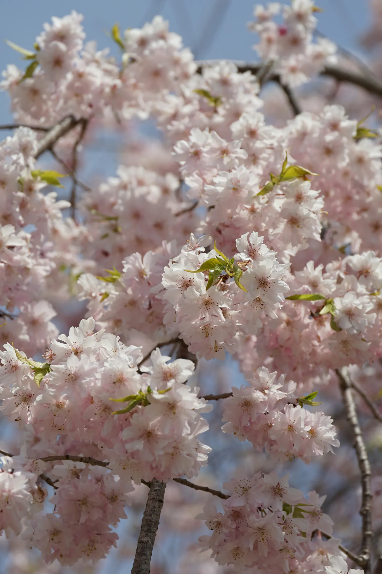 Weeping Japanese Cherry (Prunus X Serrulata 'Pendula') — is a picturesque ornamental tree with cascading branches