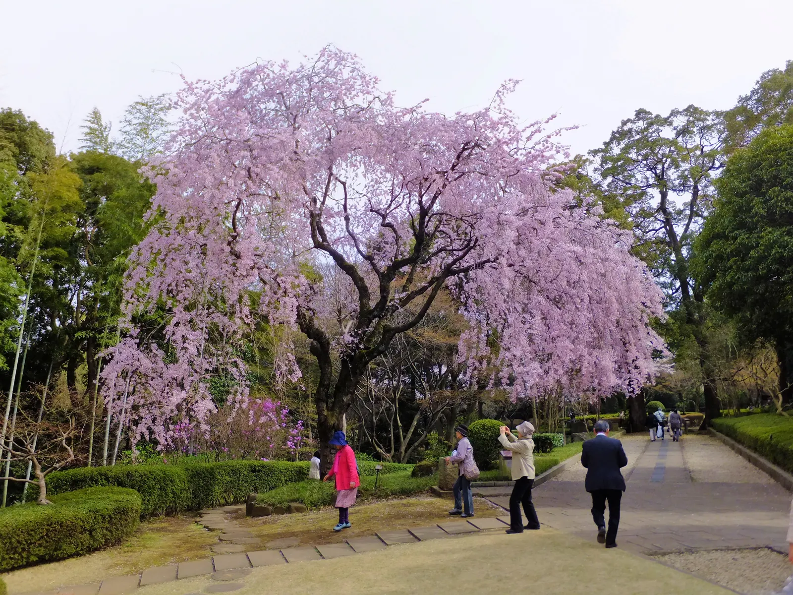 Weeping Japanese Cherry (Prunus X Serrulata 'Pendula') — Each blossom is comprised of five delicate petals