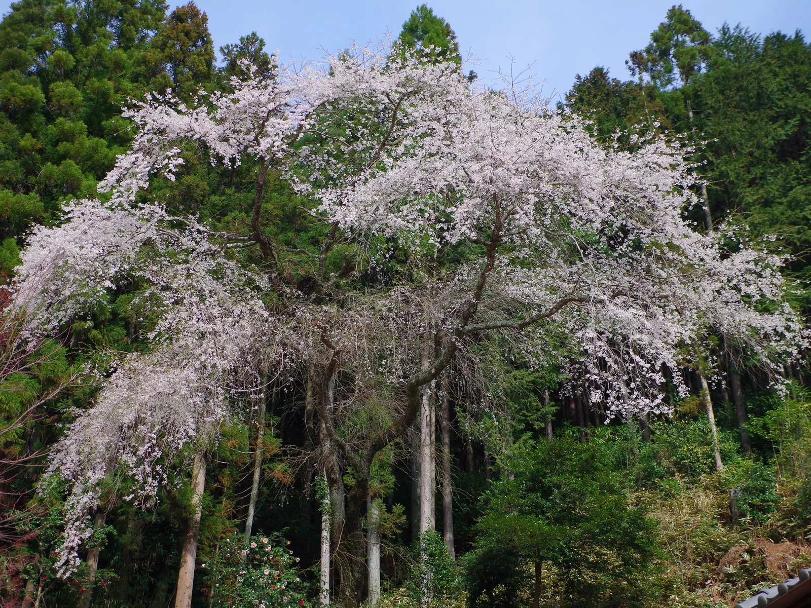 Weeping Japanese Cherry (Prunus X Serrulata 'Pendula') — demanding a focal point position in the landscape design.<br><br>During early to mid-spring