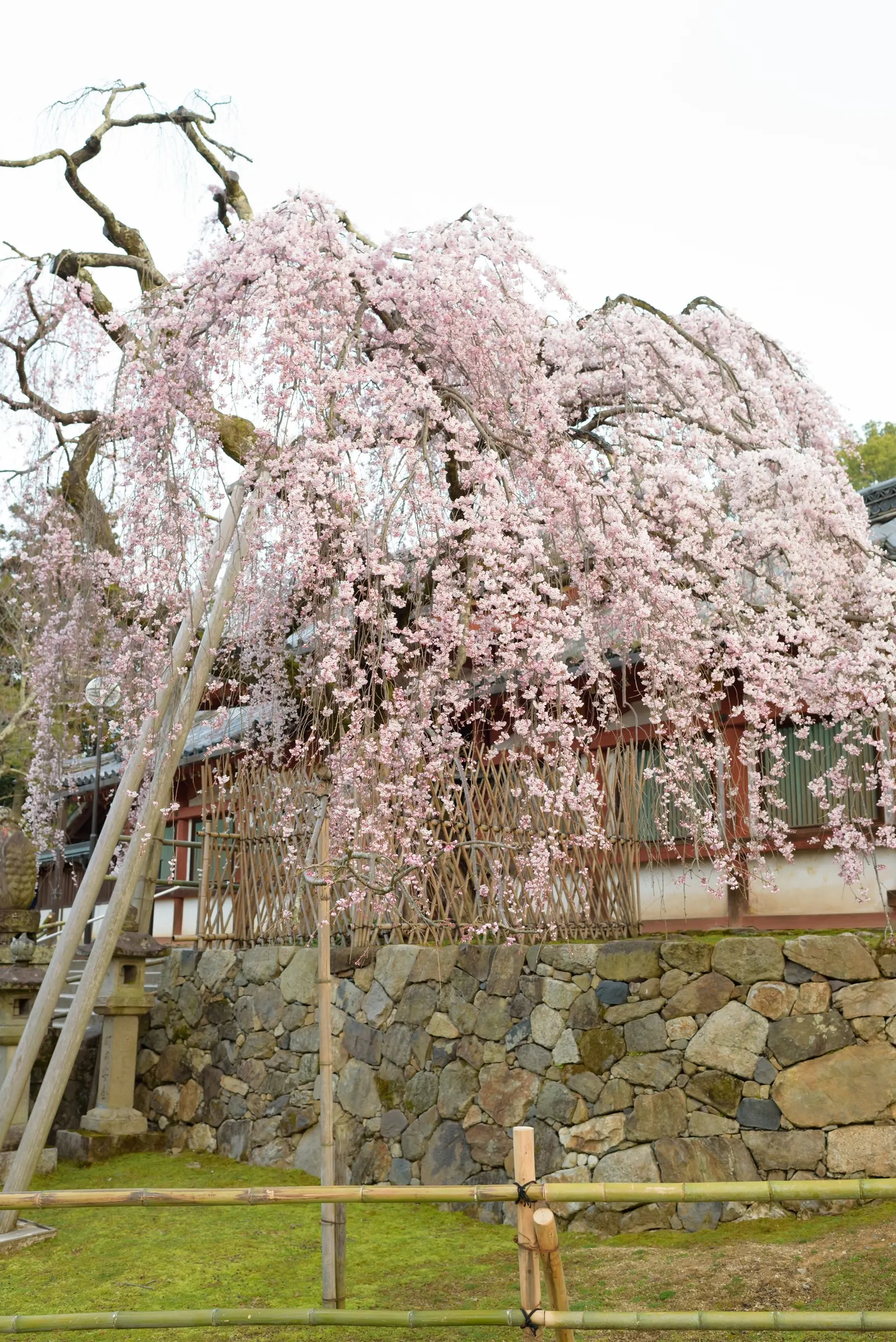 Weeping Japanese Cherry (Prunus X Serrulata 'Pendula') — Ideal as a focal point in landscapes for its graceful form and stunning floral show