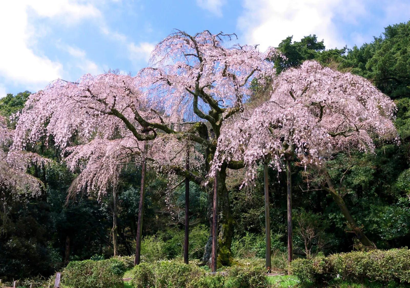 Weeping Japanese Cherry (Prunus X Serrulata 'Pendula') — the tree offers fresh green foliage