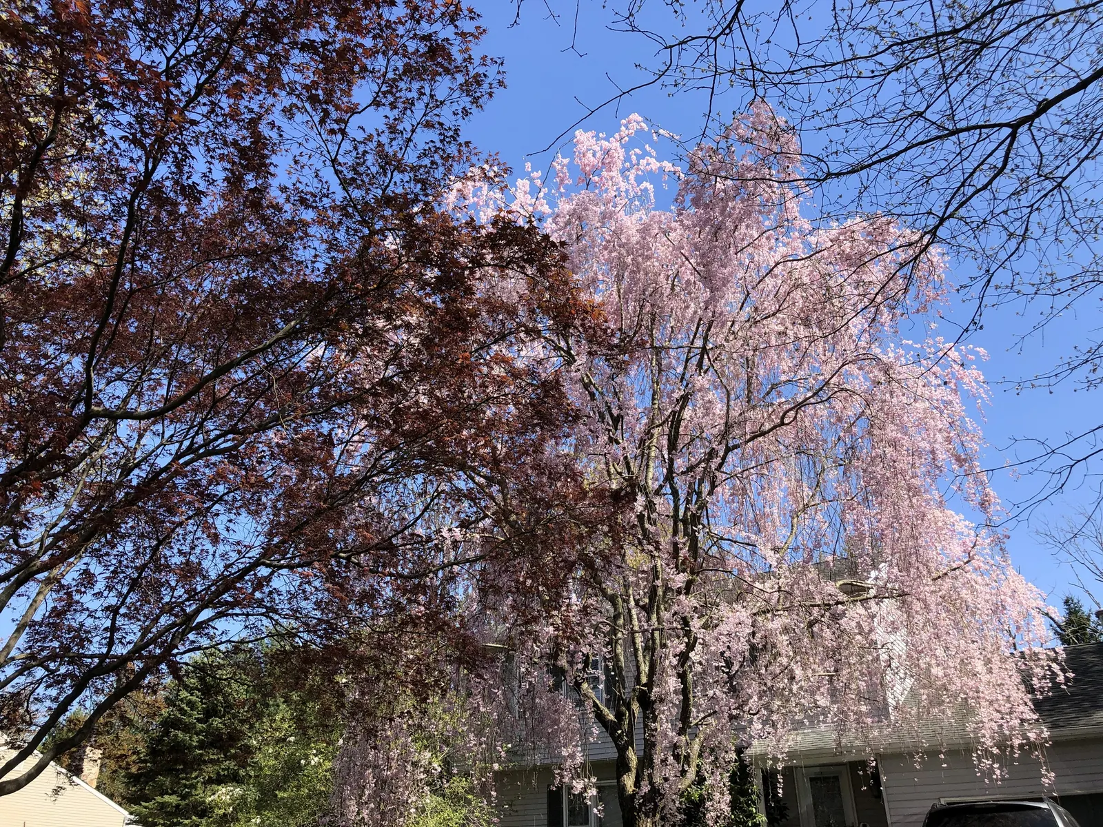 Weeping Japanese Cherry (Prunus X Serrulata 'Pendula') — this cherry offers a dramatic spring display of pale pink to white flowers