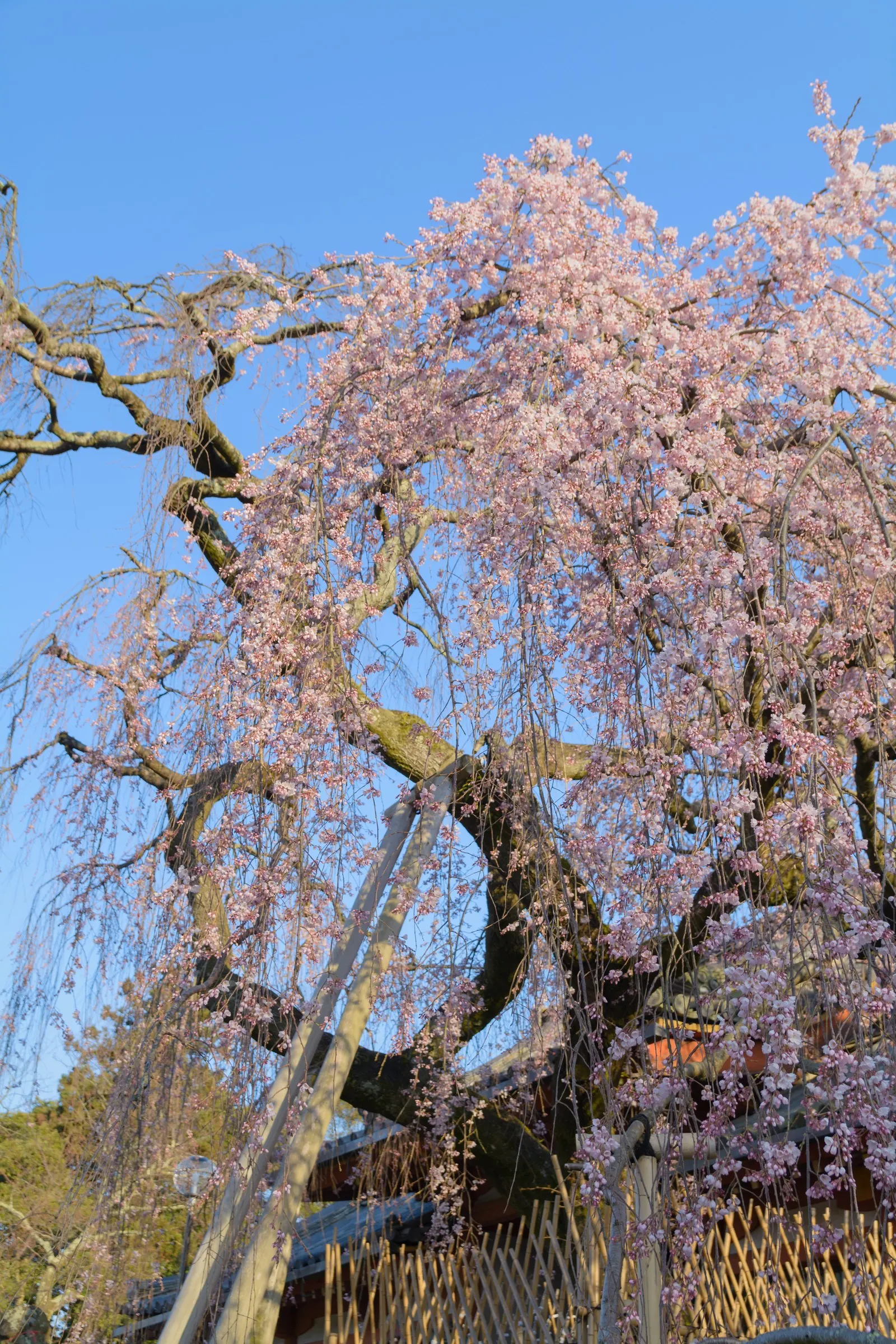Weeping Japanese Cherry (Prunus X Serrulata 'Pendula') — Following the floral display