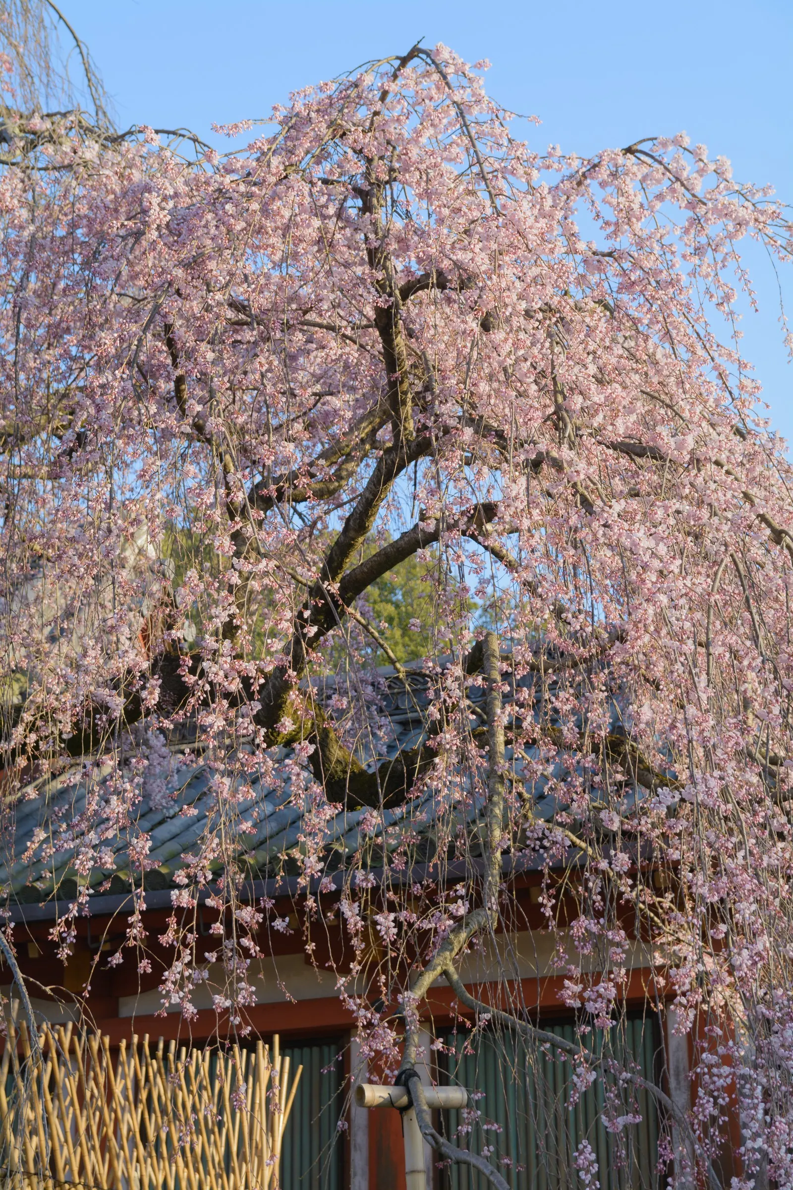 Weeping Japanese Cherry (Prunus X Serrulata 'Pendula') — almond-like fragrance that enhances its serene presence