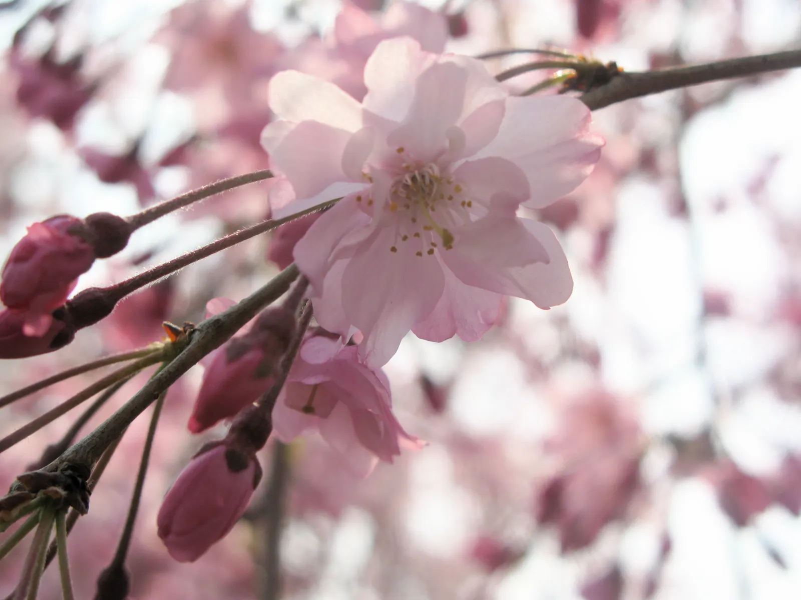 Weeping Japanese Cherry (Prunus X Serrulata 'Pendula') — This elegant specimen features a dramatic weeping habit