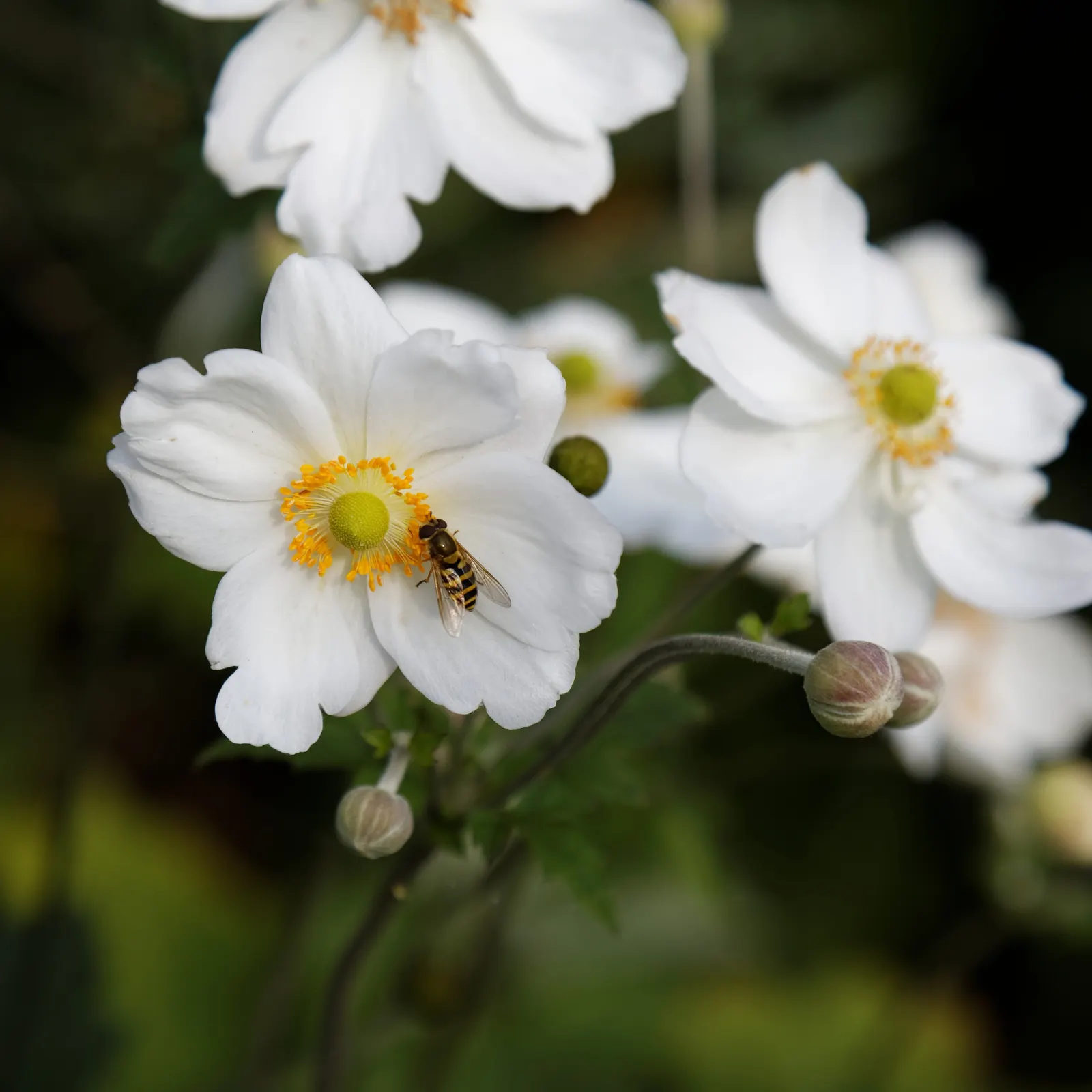 White Japanese Anemone (Anemone X Hybrida 'Alba') — Hardy and deer-resistant, it requires well-draining soil