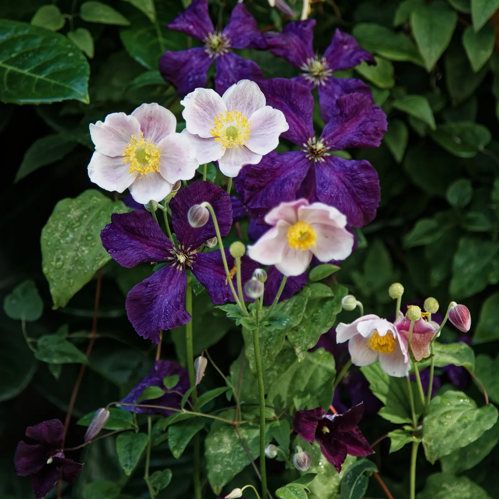 White Japanese Anemone (Anemone X Hybrida 'Alba') — particularly in the hotter regions of its growing zone