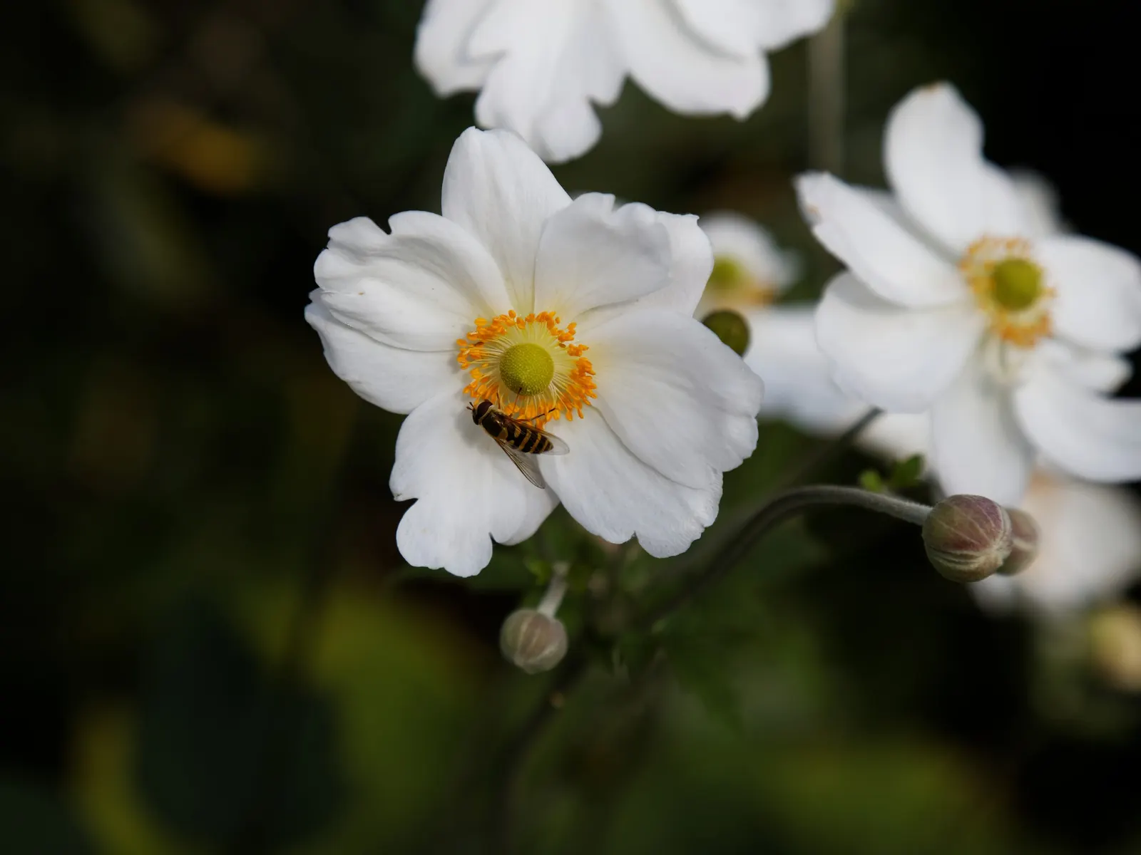 White Japanese Anemone (Anemone X Hybrida 'Alba') — It offers a tranquil and modest beauty