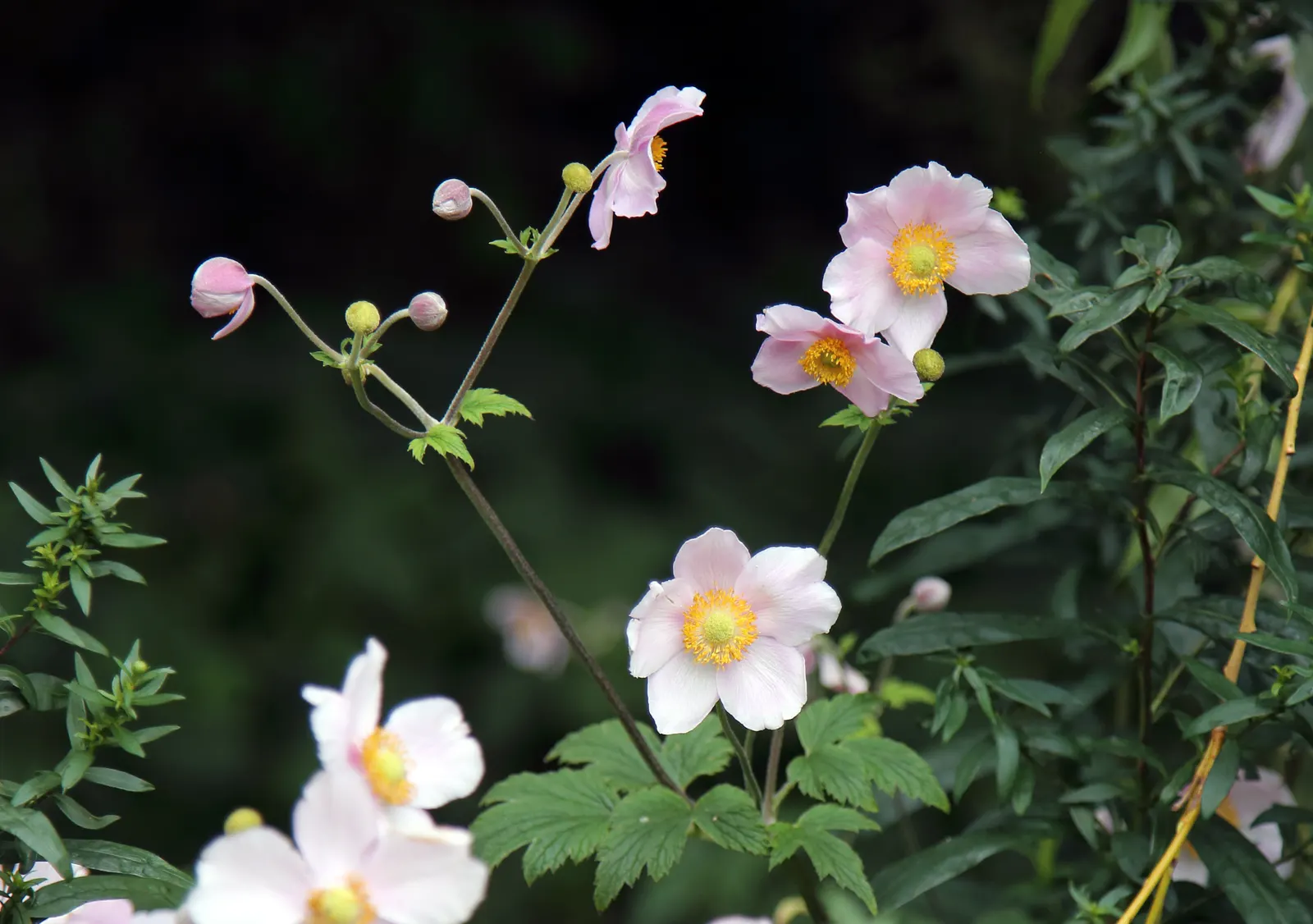 White Japanese Anemone (Anemone X Hybrida 'Alba') — Consistent moisture is key