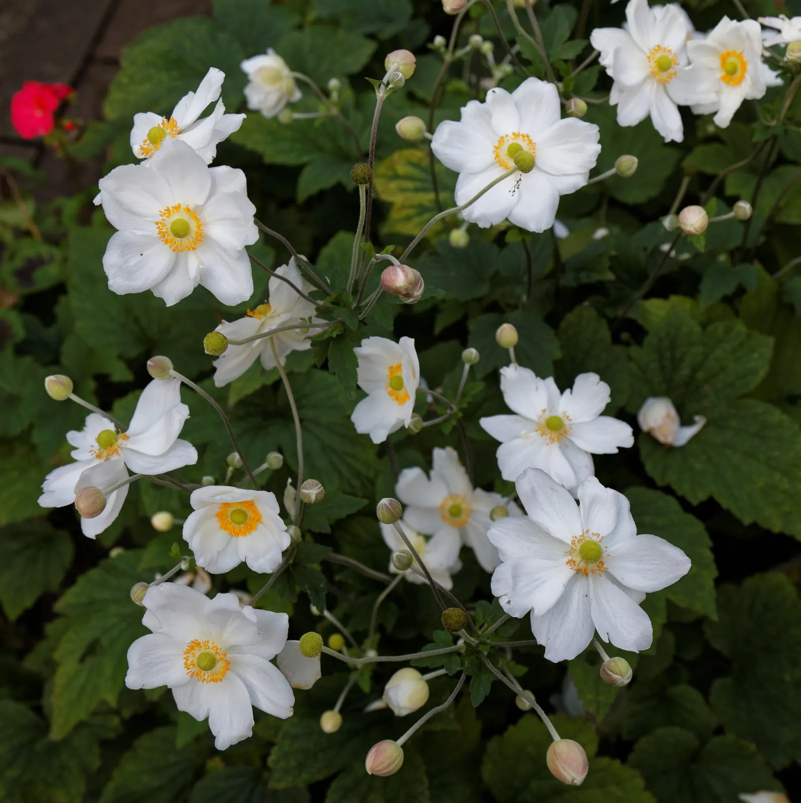 White Japanese Anemone (Anemone X Hybrida 'Alba') — this anemone is ideal for background plantings in borders