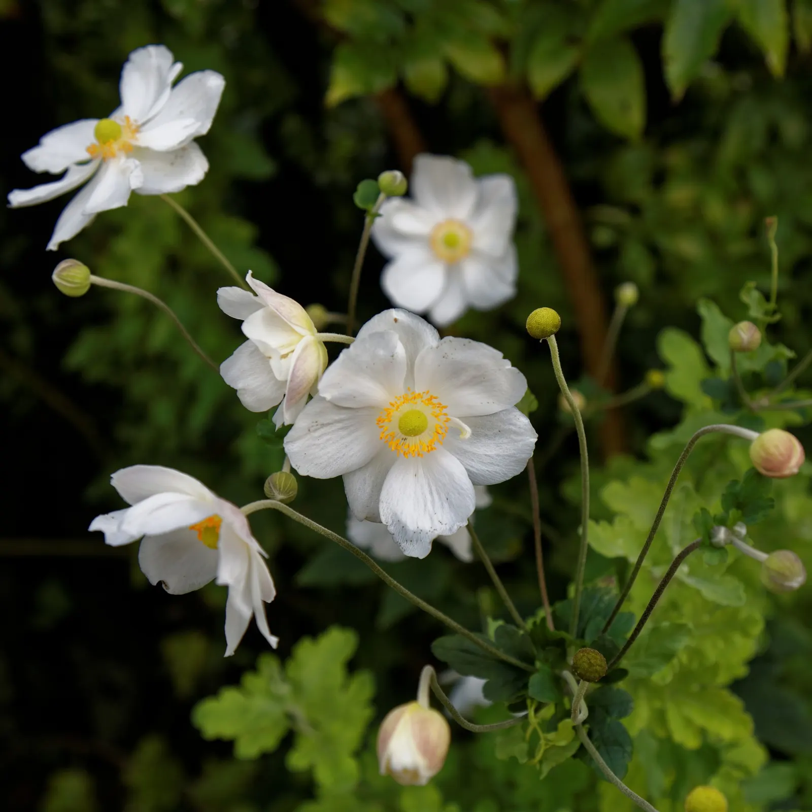 White Japanese Anemone (Anemone X Hybrida 'Alba') — Blooms grace gardens in late summer to fall