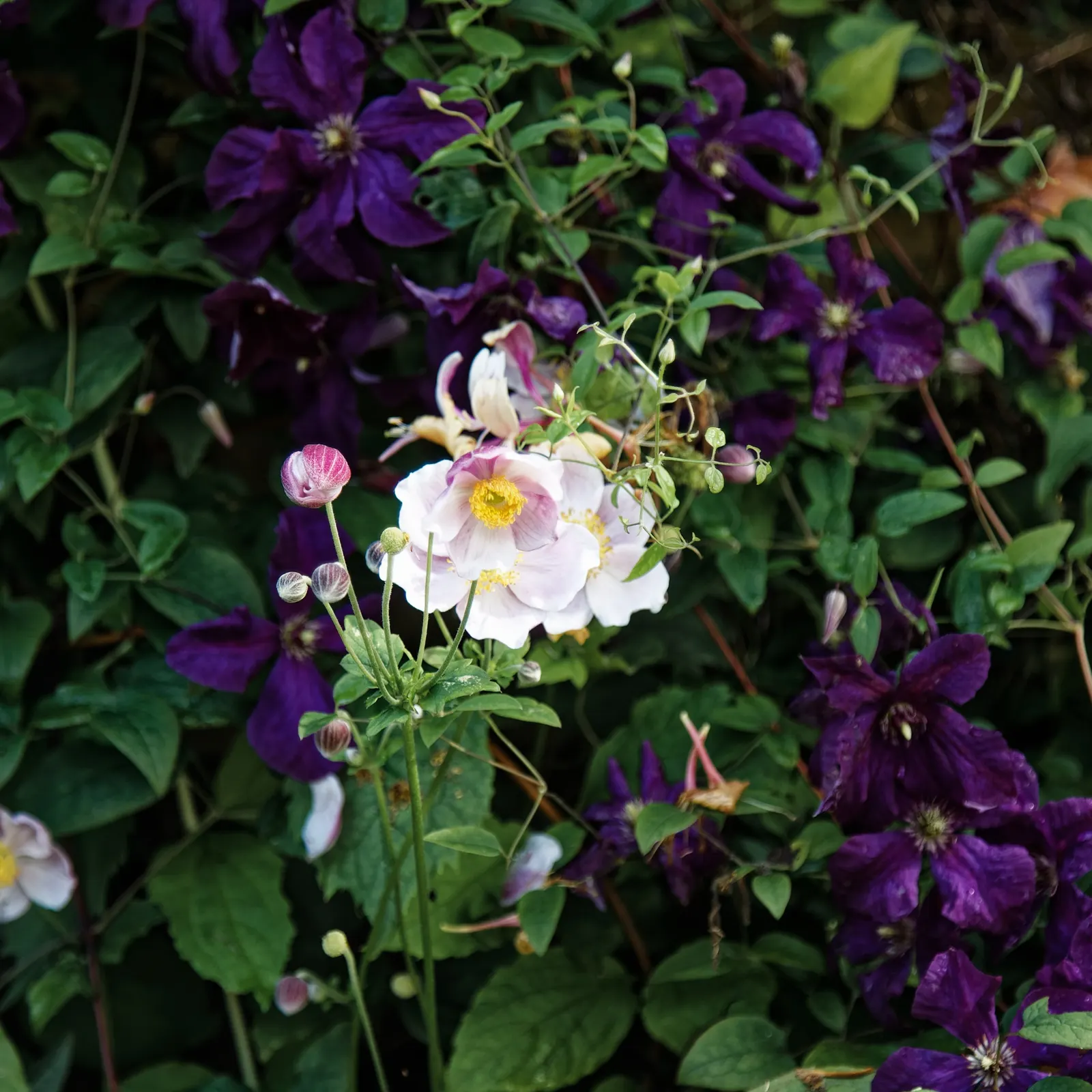 White Japanese Anemone (Anemone X Hybrida 'Alba') — divided into deeply lobed leaves