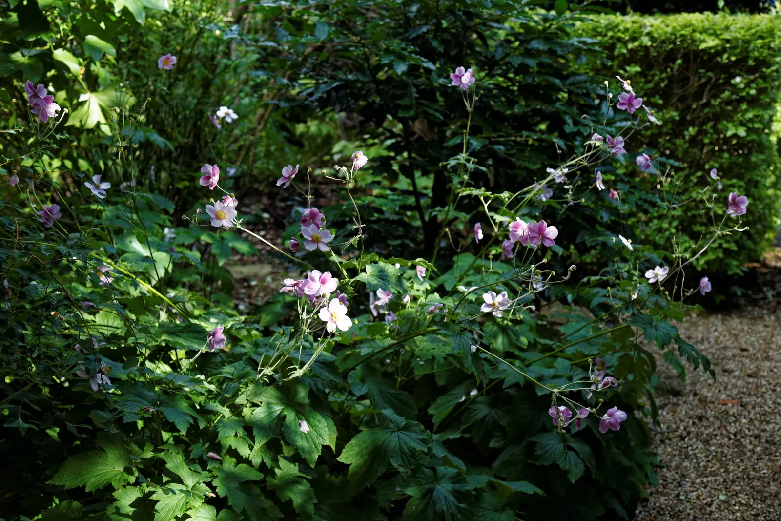 White Japanese Anemone (Anemone X Hybrida 'Alba') — Inform the client that these anemones can spread through rhizomes and sometimes seed