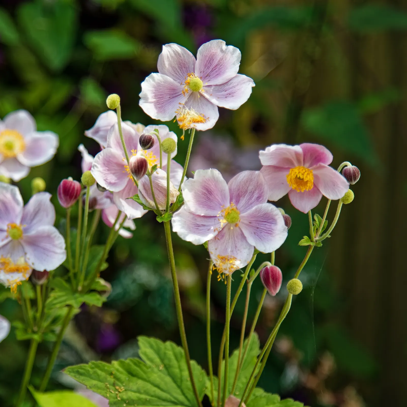 White Japanese Anemone (Anemone X Hybrida 'Alba') — with contrasting yellow centers that gracefully dance atop slender stems reaching heights of 3 to 4 feet