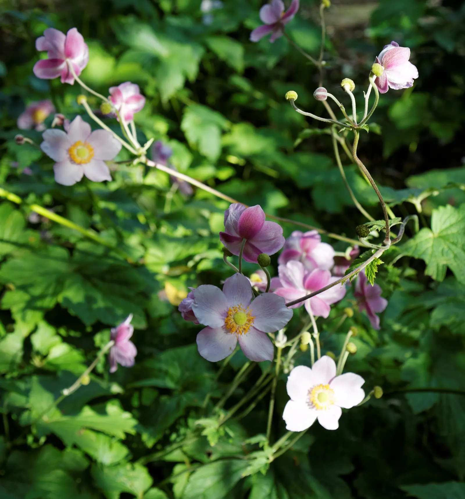 White Japanese Anemone (Anemone X Hybrida 'Alba') — The plant is relatively low maintenance but benefits from deadheading to promote continued blooming