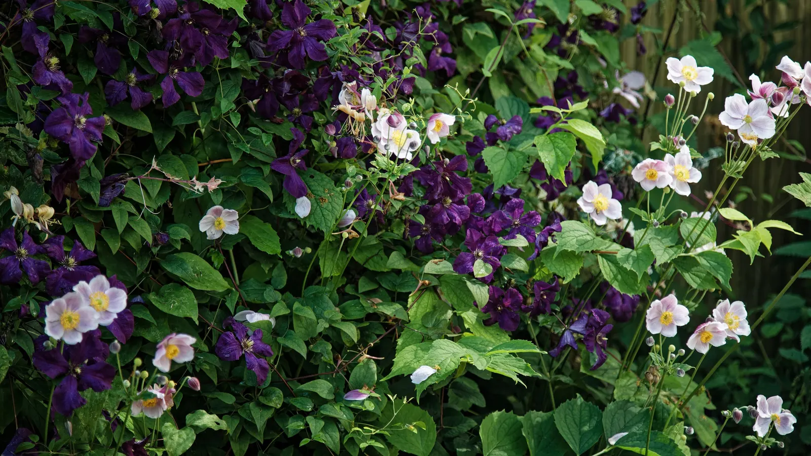 White Japanese Anemone (Anemone X Hybrida 'Alba') — A site offering morning sunlight with afternoon shade is ideal