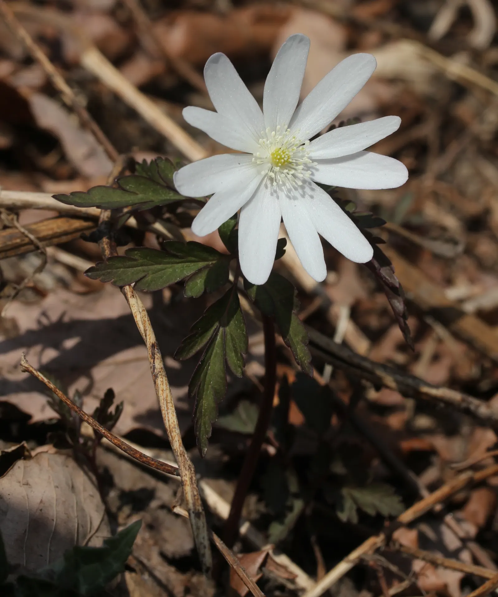White Japanese Anemone (Anemone X Hybrida 'Alba') — known for its elegant white blossoms with yellow stamens