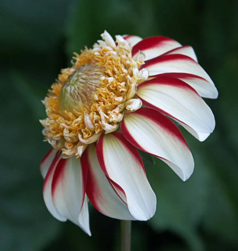 White Japanese Anemone (Anemone X Hybrida 'Alba') — typically about 2 to 3 inches in diameter