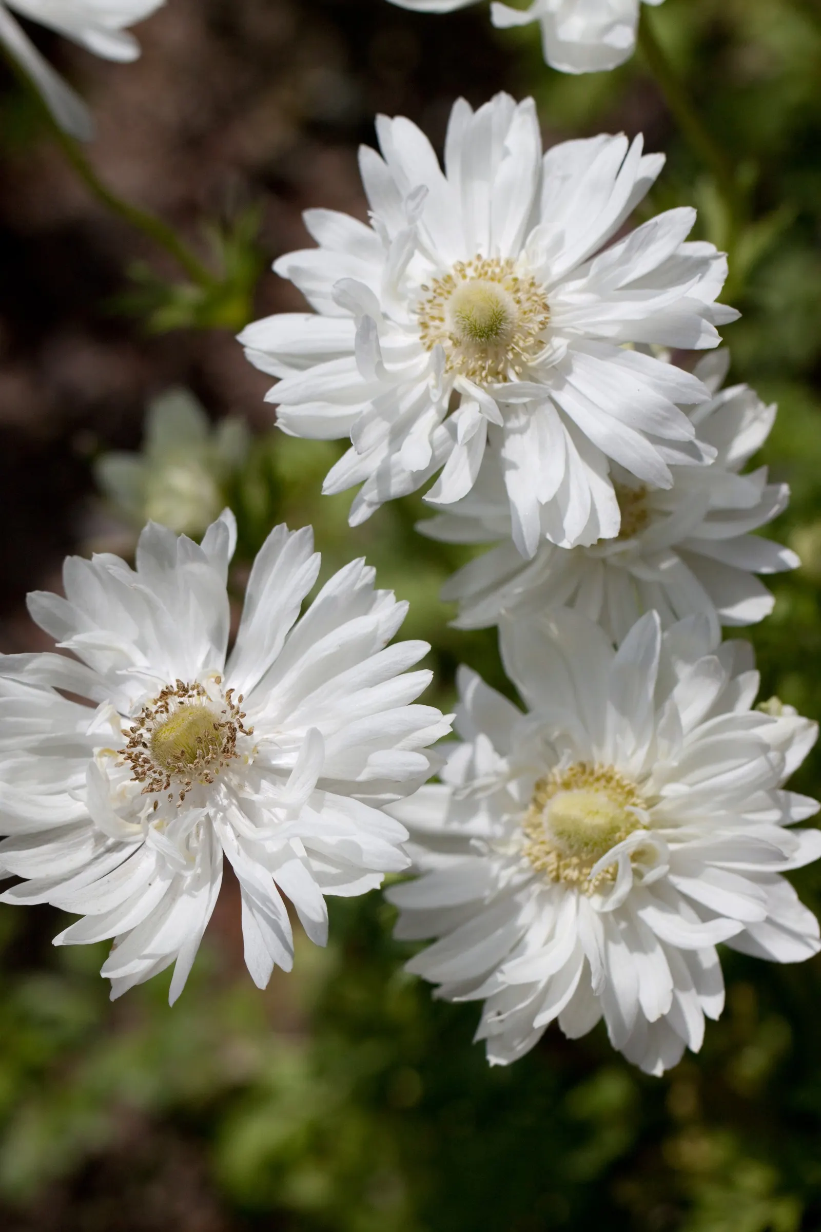White Japanese Anemone (Anemone X Hybrida 'Alba') — Well-drained, moist soil with rich organic content will support optimal growth and flowering