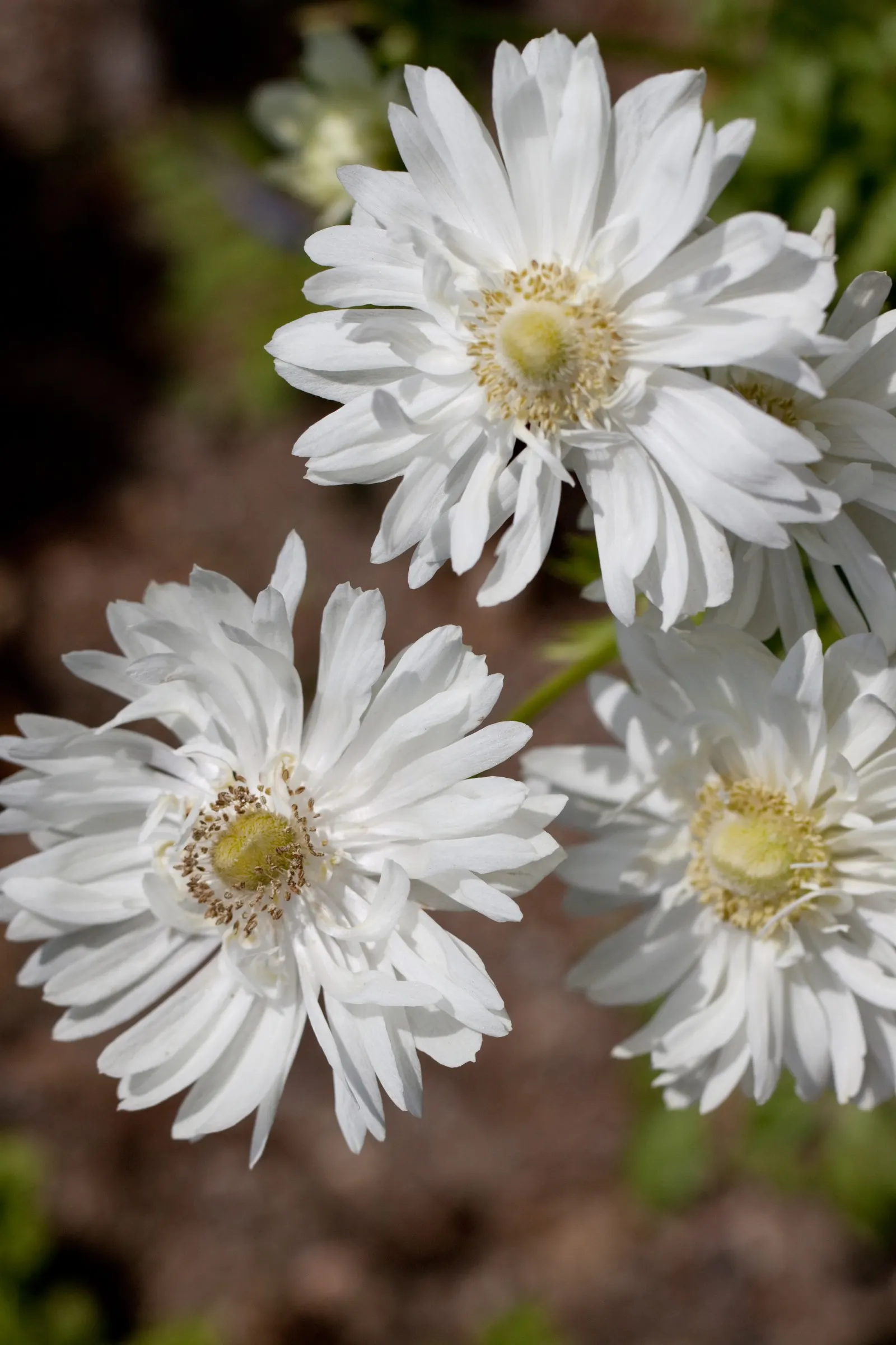 White Japanese Anemone (Anemone X Hybrida 'Alba') — or even along woodland edges