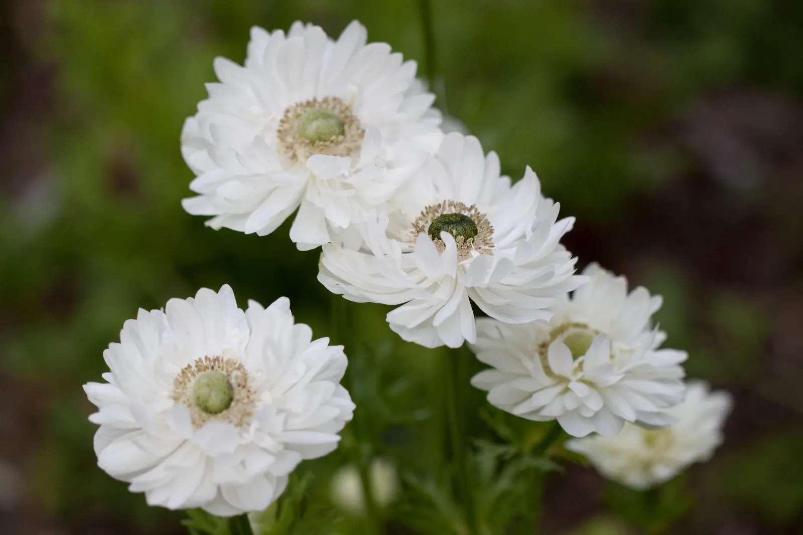 White Japanese Anemone (Anemone X Hybrida 'Alba') — making it a suitable choice for gardens in areas with active wildlife.<br><br>In a landscape design