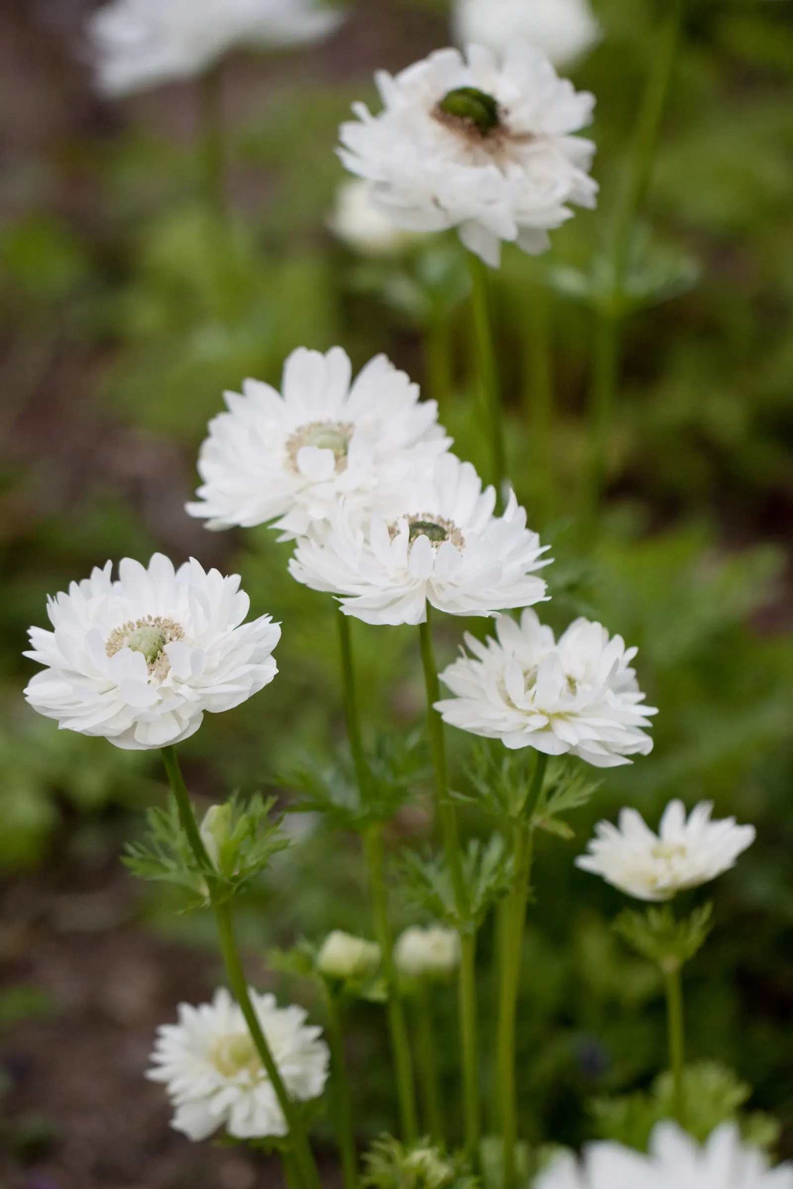 White Japanese Anemone (Anemone X Hybrida 'Alba') — providing a fresh burst of color when many other perennials are fading