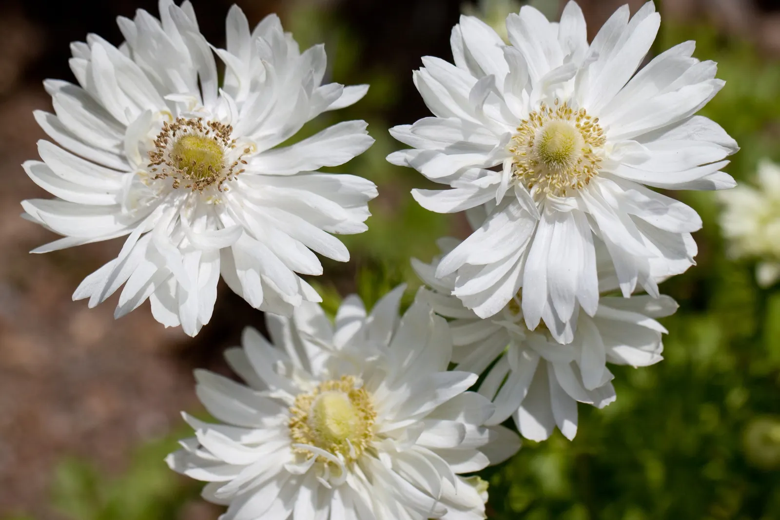 White Japanese Anemone (Anemone X Hybrida 'Alba') — It is also deer-resistant